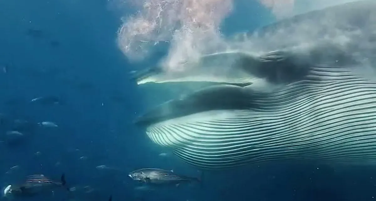 Massive Bryde's Whale Dominates Sardine Bait Ball in Seconds