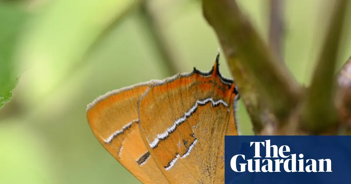 Rare butterflies bounce back after landowners in Wales cut back on flailing hedges