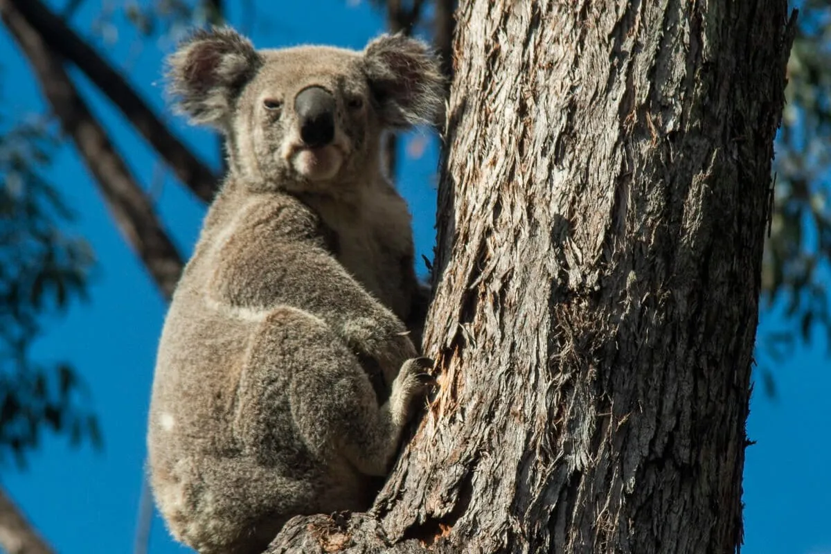 AI Road Signs Are Now Spotting Koalas Before Drivers Do