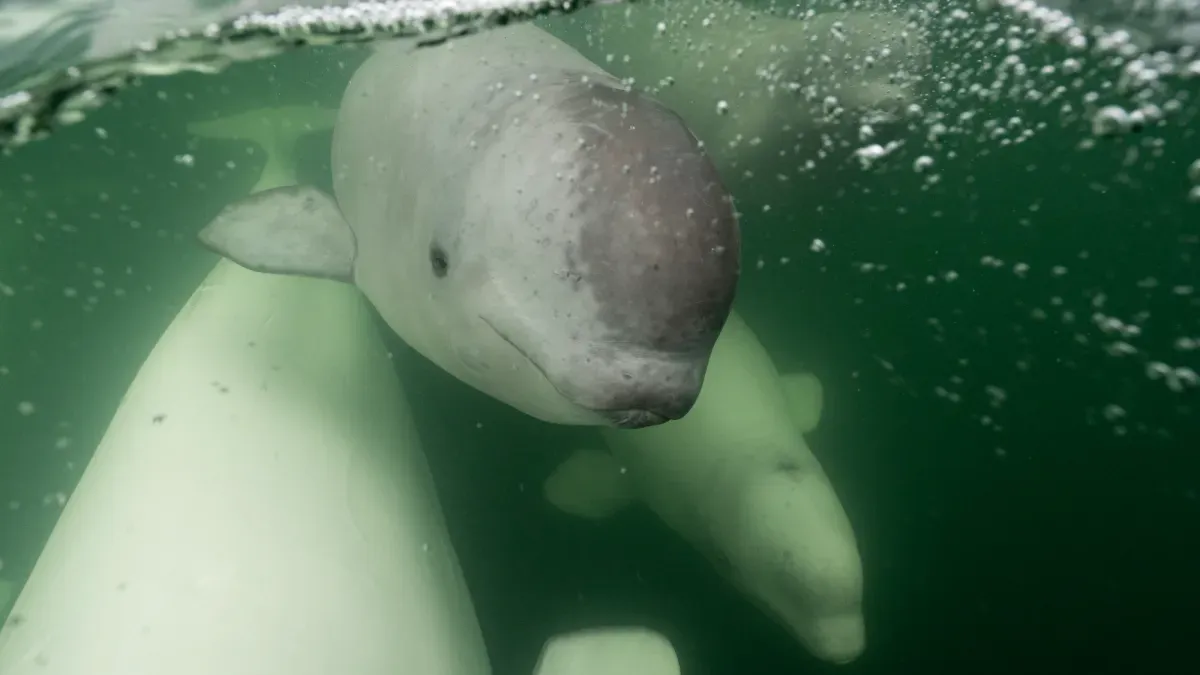 Need a Chill Pill? 57,000 Beluga Whales Are Live-Streaming Their Summer Vacay