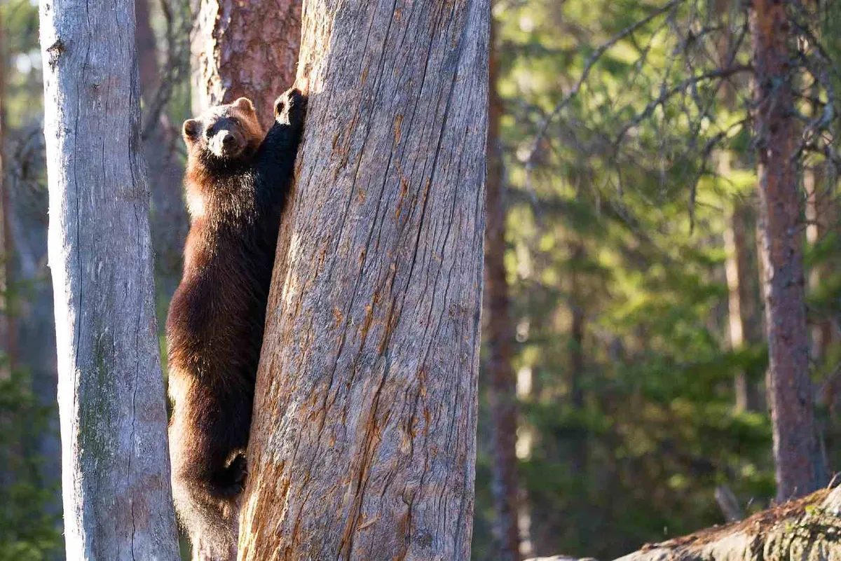 Colorado Begins Planning Return of Wolverine Across its Parks, Absent for More Than 100 Years