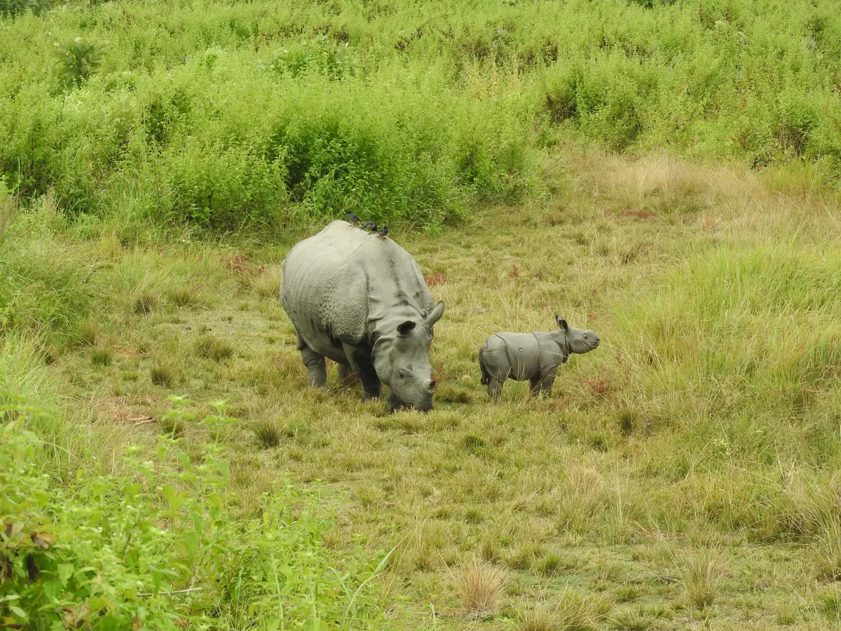 Rhinos reintroduced to Indian park are breeding, but still need support