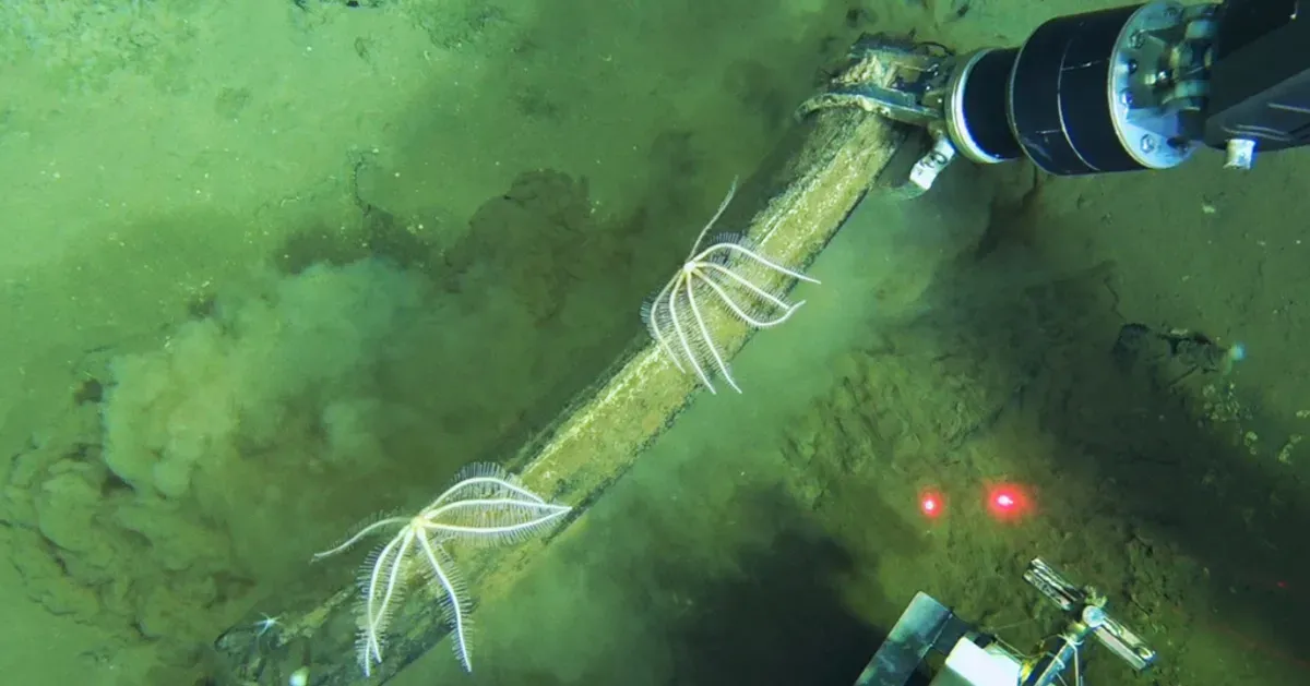 Scientists Discover Deep Whale Graveyard Teeming With Life