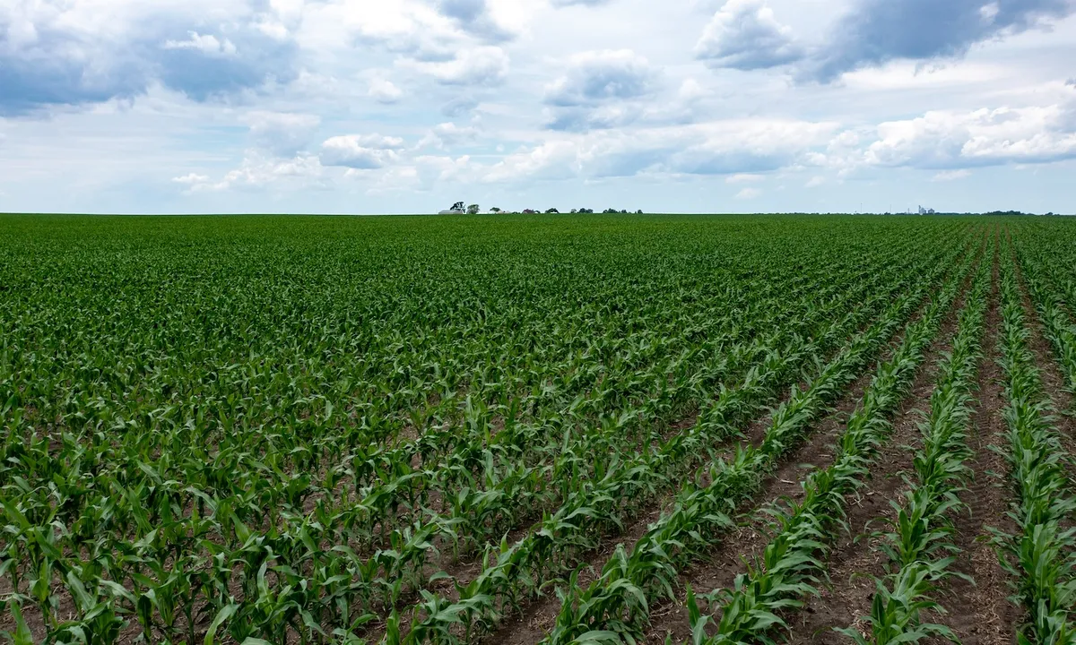 Food Tank’s Weekly News Roundup: Schools Tackle Child Hunger, What’s Missing from the Cyclospora Conversation, Restored Soils Boost Food Security