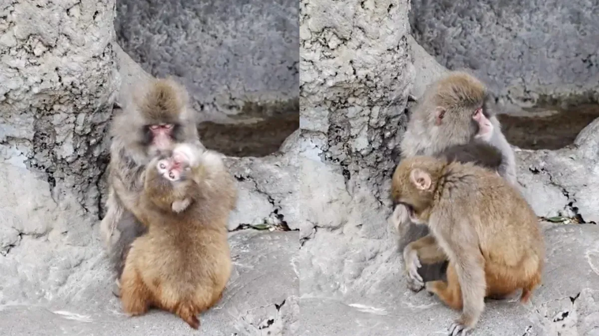 Punch the Monkey Shares A Heartwarming Moment With His Fellow Monkeys