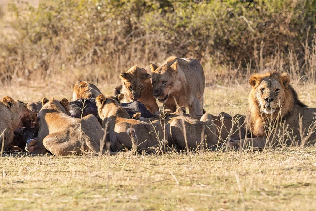 DNA from a tracked lion convicts poachers in Zimbabwe first