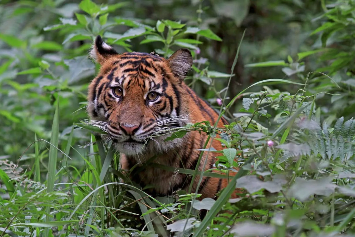 Asia's Conservationists Just Staked Their Claim: Our Continent, Our Solutions