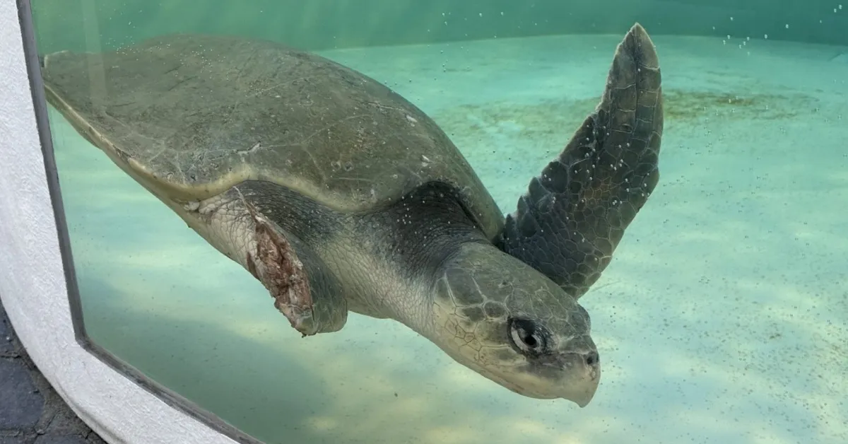 A Lost Flipper Couldn't Stop This Sea Turtle — Now She's Tracked From Space