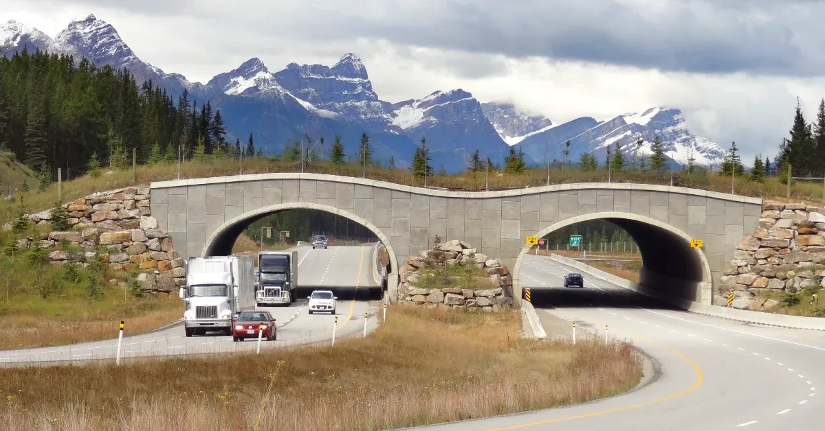 Four states just made it easier to build wildlife crossings. The bipartisan effort is being called a 'blueprint'
