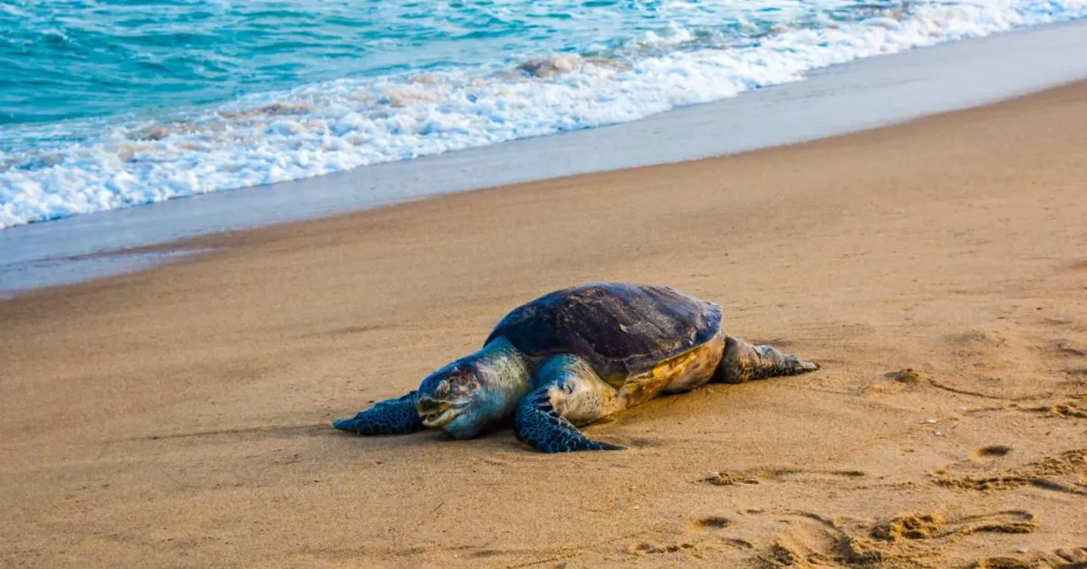 An olive ridley sea turtle rests on a beach.