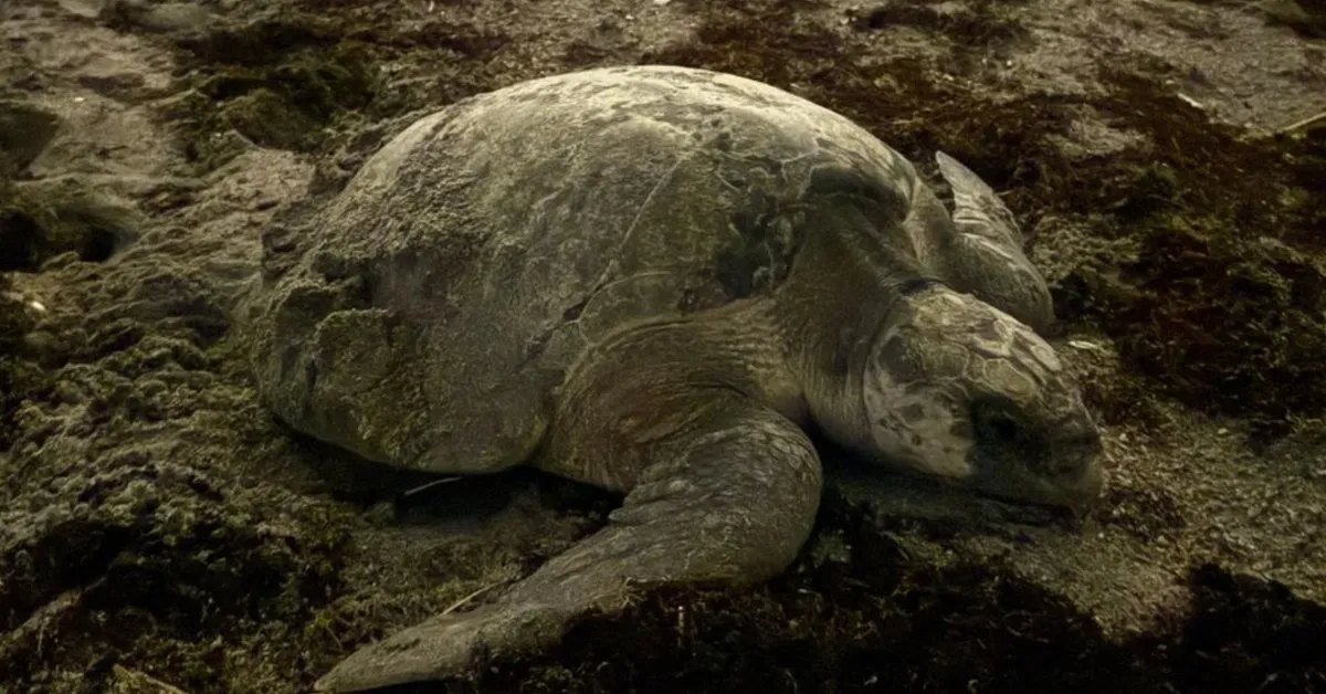 Rare olive ridley sea turtle seen nesting in Florida for the first time ever