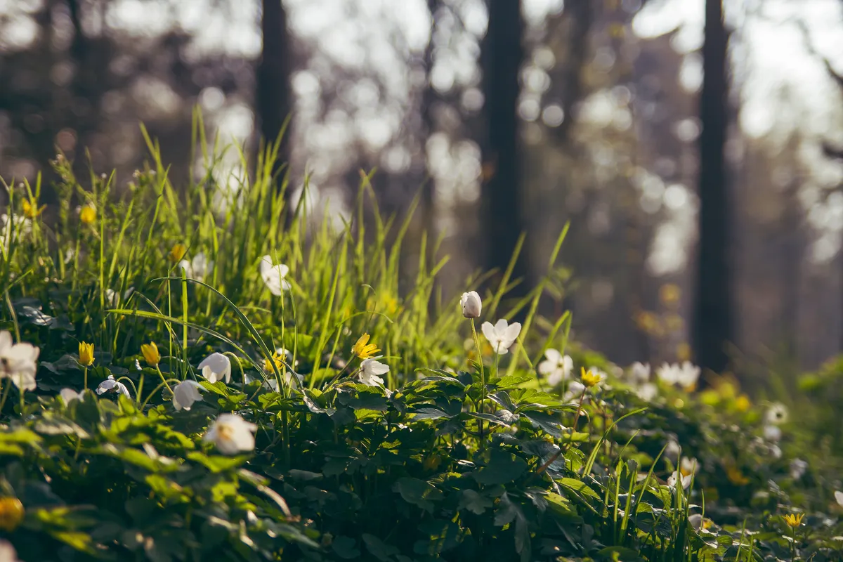 Michael Bloomberg steps up to fund UN climate body after U.S. withdrawal