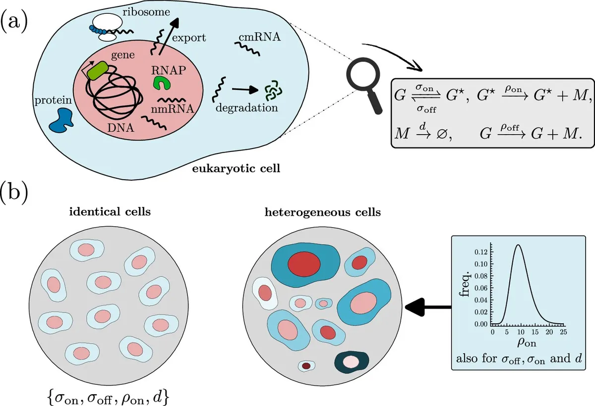 Scientists just found out how genes avoid wasting energy