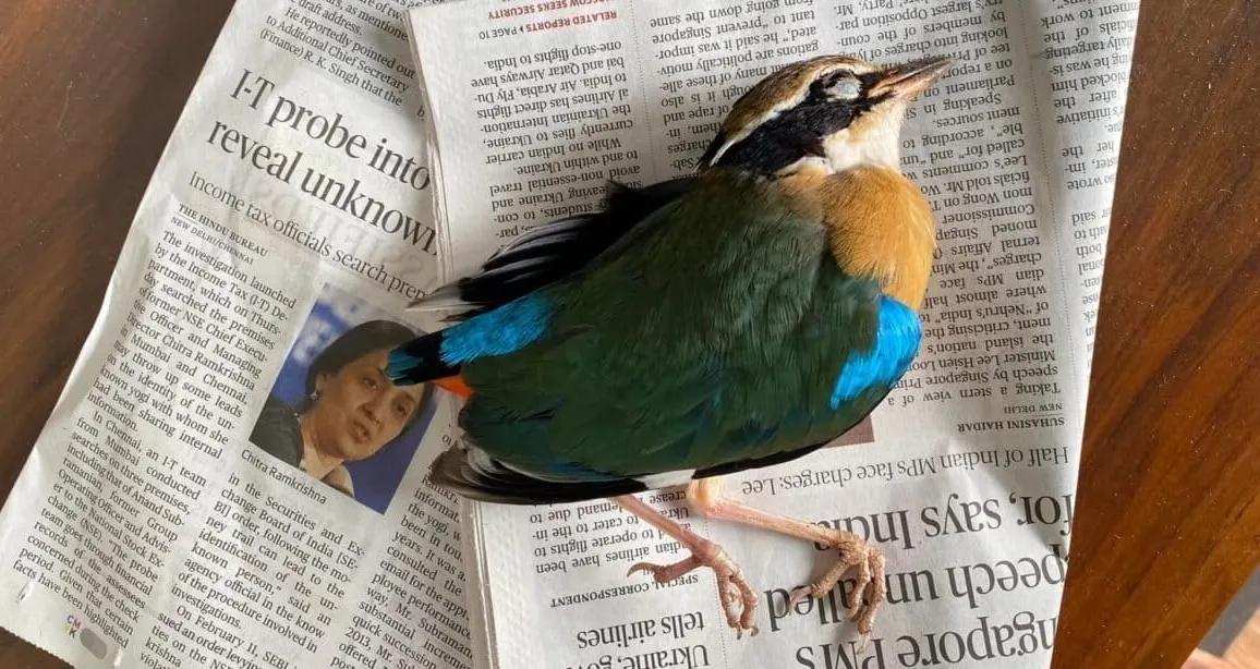 India's Birds Keep Crashing Into Buildings. The Problem? Glass.