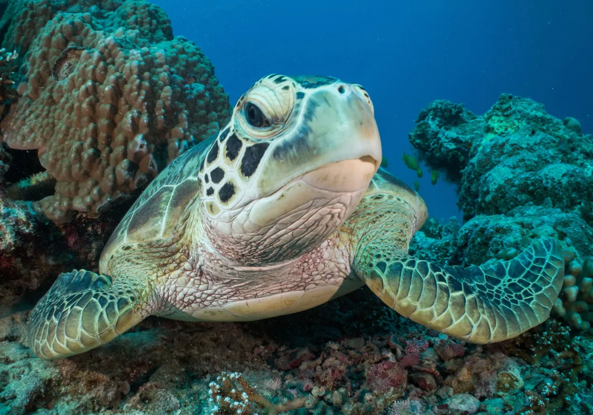 Indigenous Wisdom Is Saving the Great Barrier Reef
