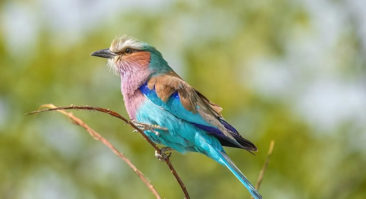 Namibia's clever bird projects show how protecting nature builds stronger communities