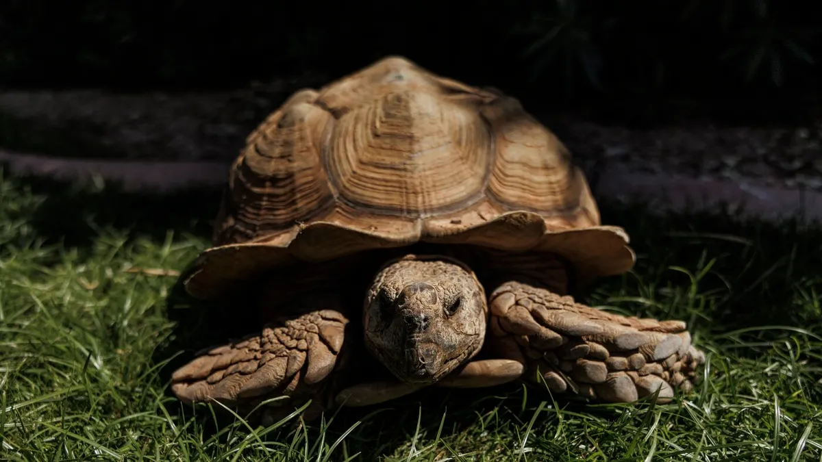It takes a village – or a Phoenix suburb – to wrangle a wayward tortoise