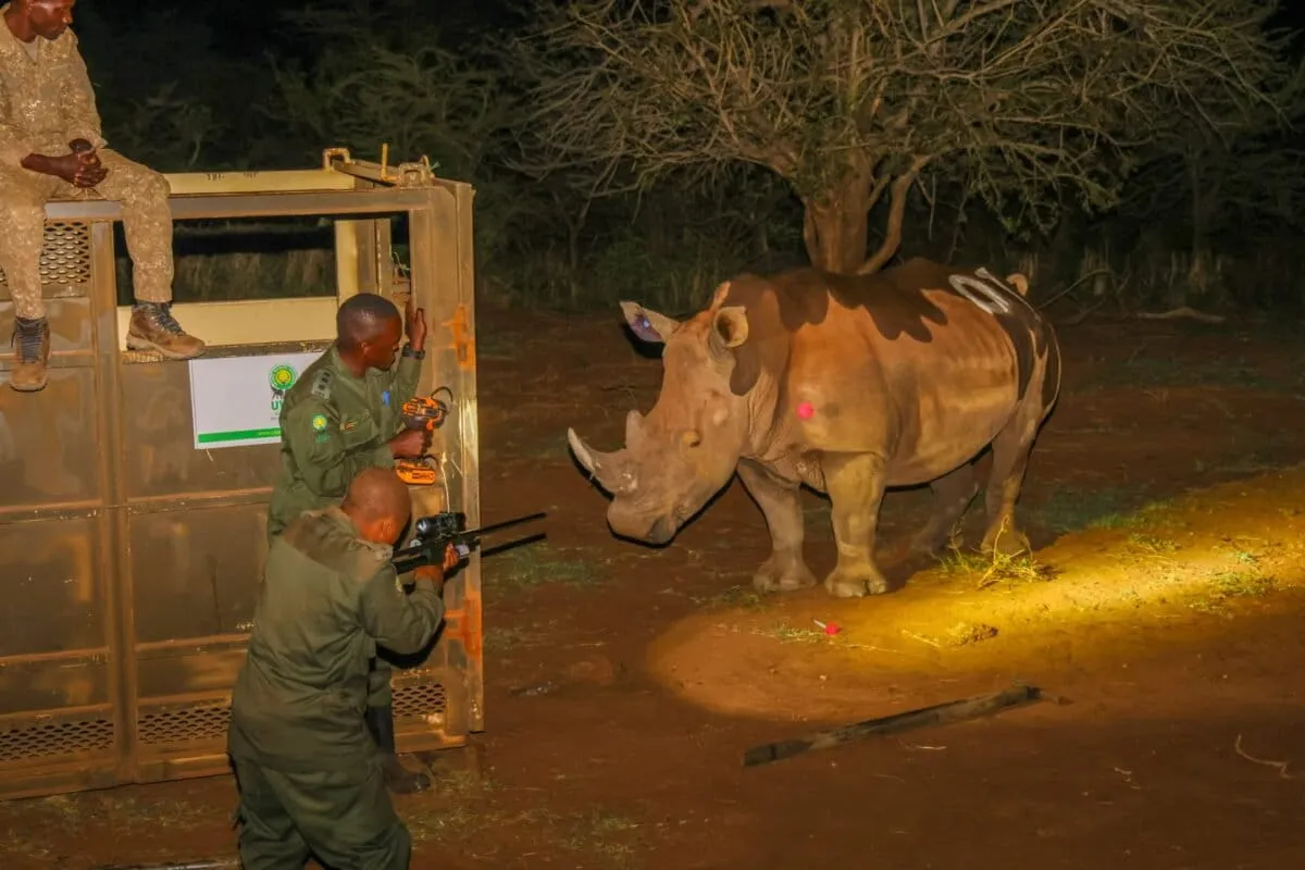 Rhinos Return to Uganda's Wild, 43 Years After Poachers Wiped Them Out