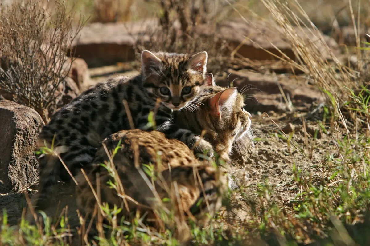 Africa’s smallest wildcat found using abandoned rodent burrows to raise kittens