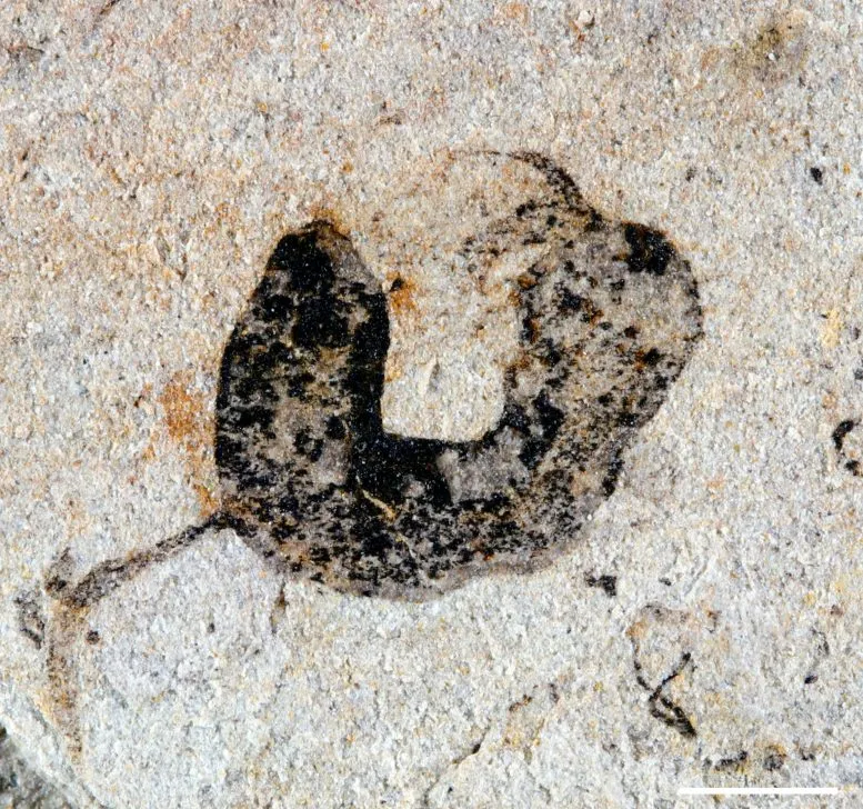 Deuterostome Cambroernid Fossil Jiangchuan Biota