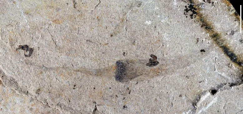 Newly Discovered Vermiform Fossil