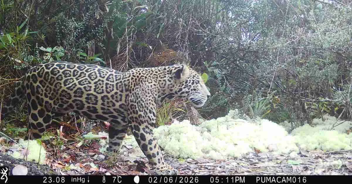 Rare big cat caught on camera in Honduras raises hope for conservation