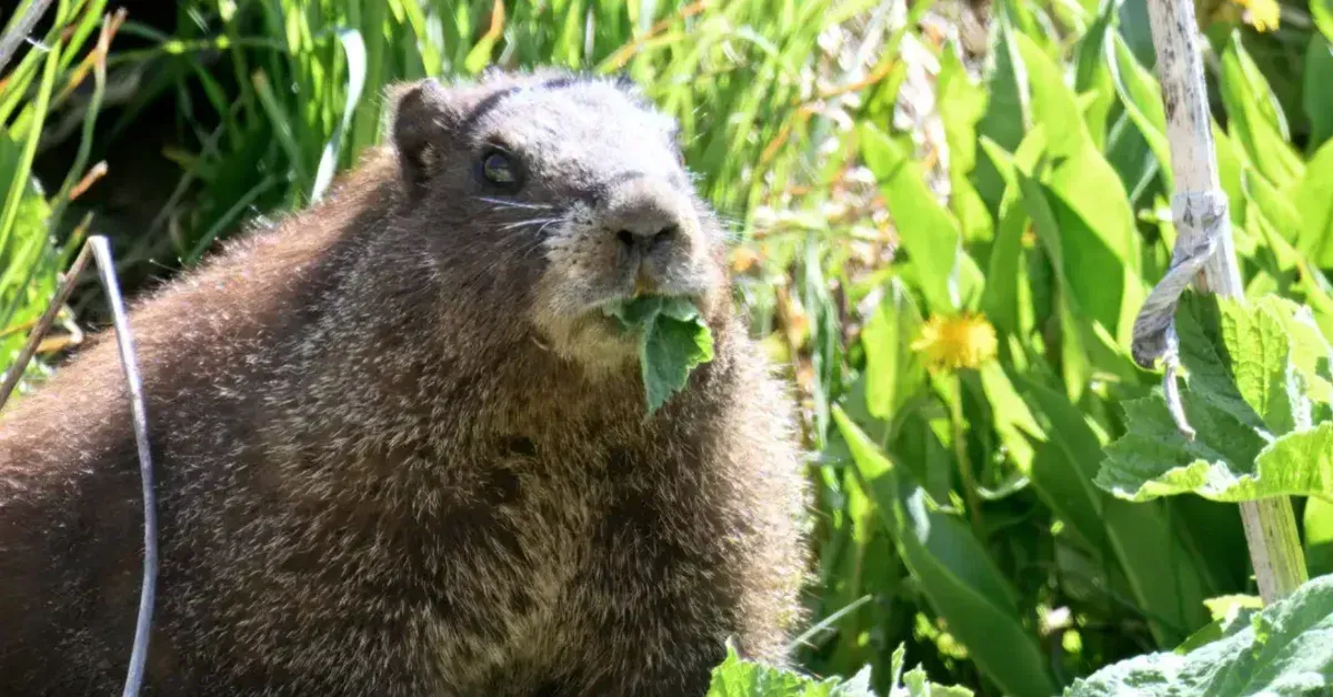 Researchers are holding the first-ever 'Fat Marmot Week' to raise awareness for funding cuts. See the contenders