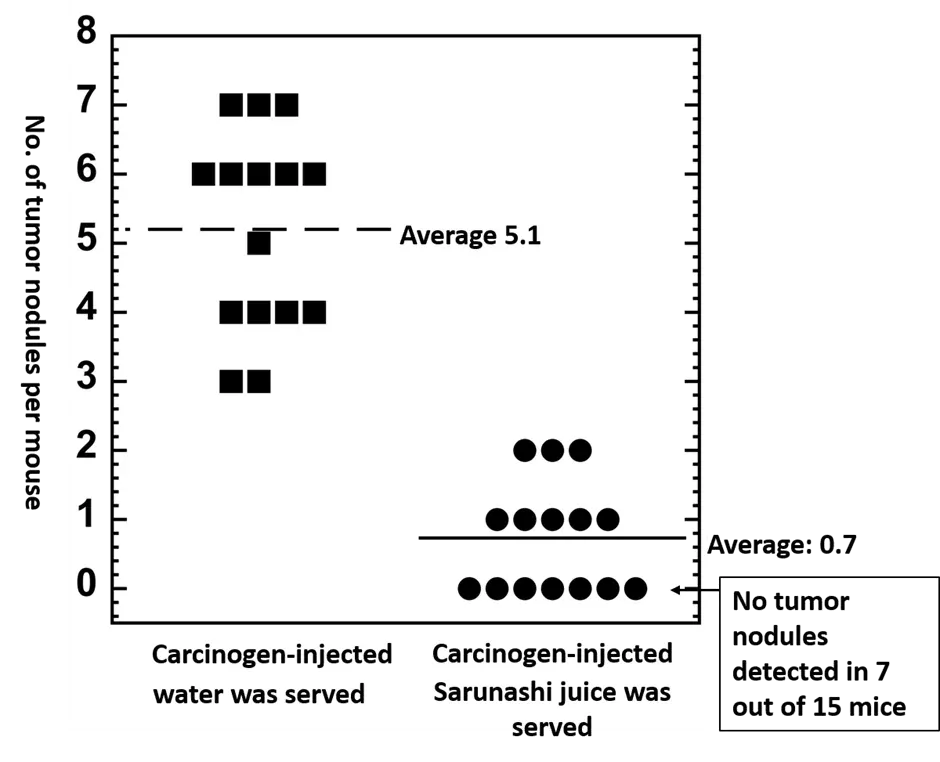 Actinidia arguta Effect on Tumor Nodules in Mouse Lung