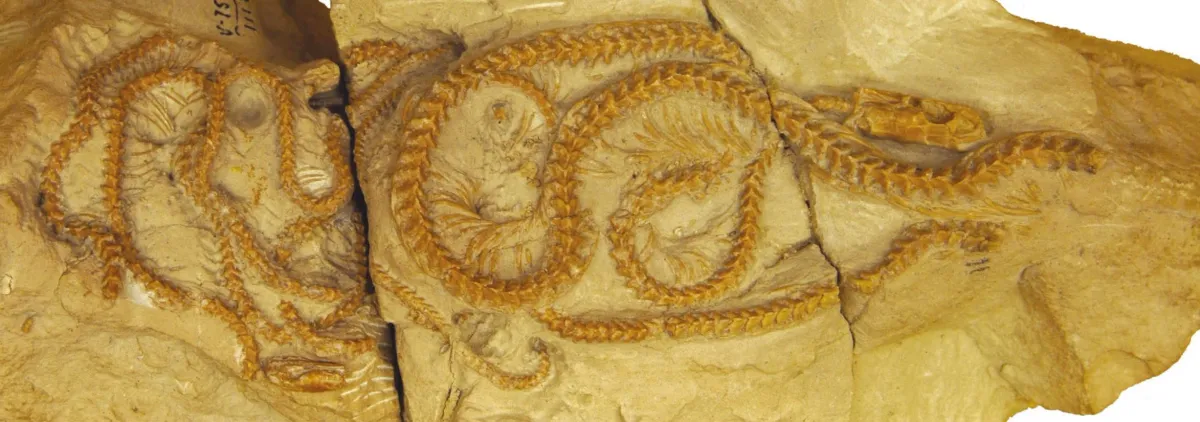 34-Million-Year-Old Snake Found in Wyoming Rewrites Our Understanding of Evolution