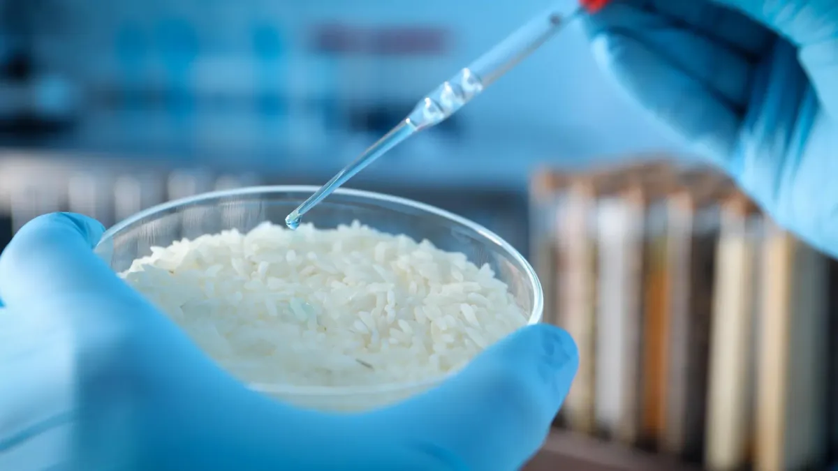 Scientists Discover Rice Has a Secret Superpower, Turn It Into a Smart Material
