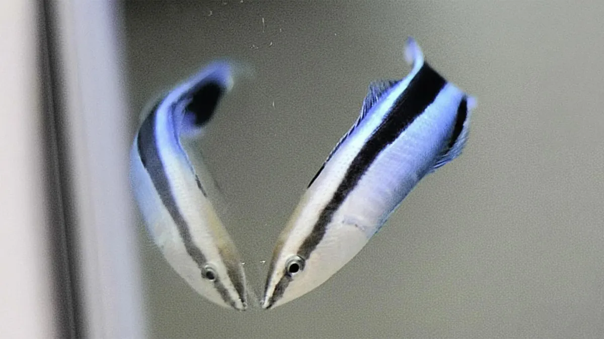 Tiny reef fish just proved they understand what mirrors do