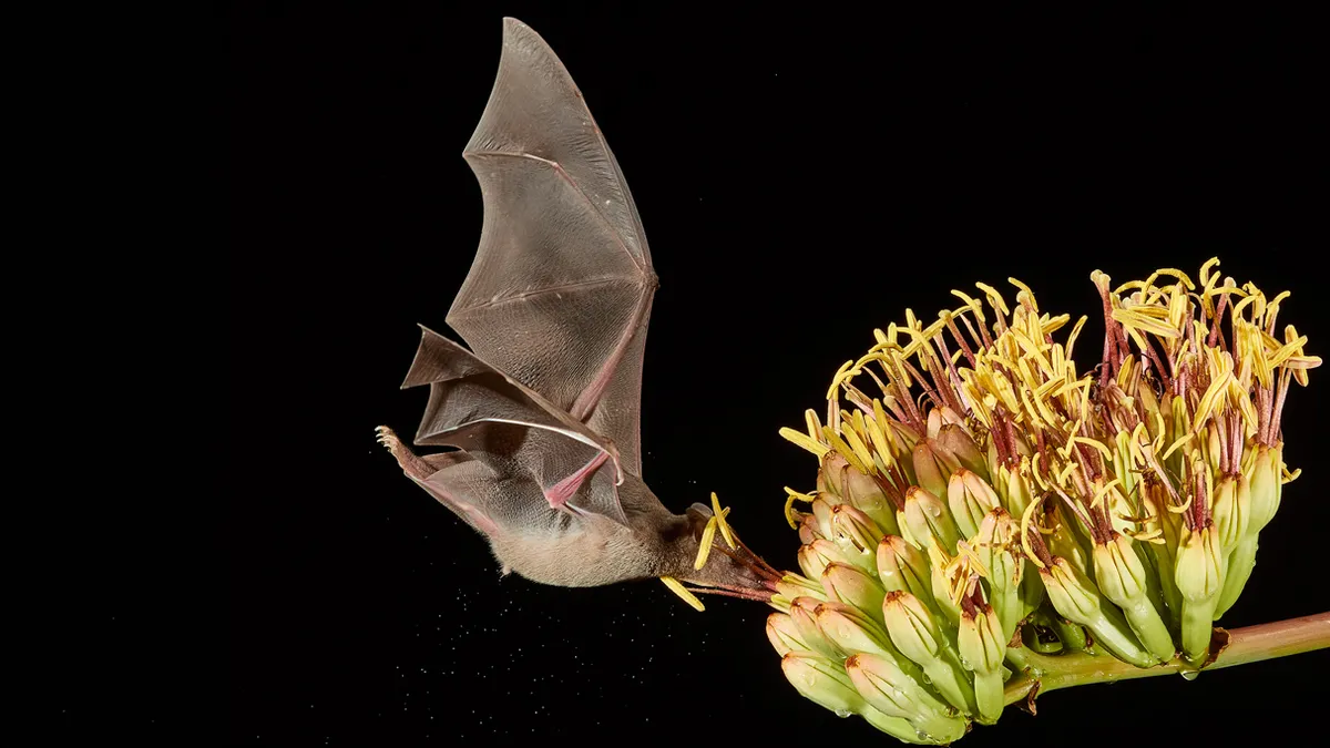 The bats that pollinate for tequila: Photo of the week