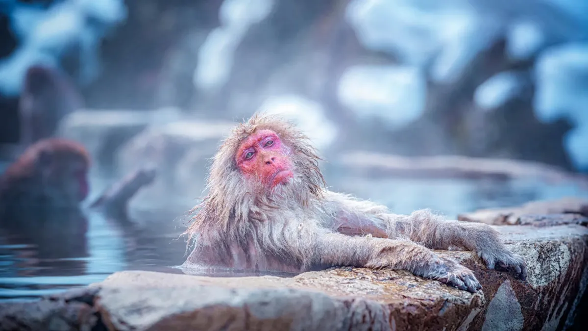 Snow monkeys' hot spring baths reshape their microbiomes and parasites