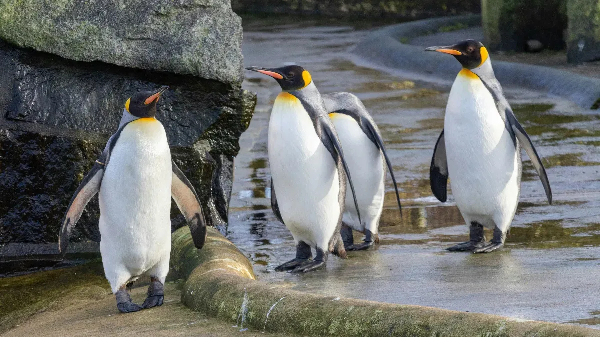 Hospital kids painted 1,000 pebbles. Penguins chose their favorites.