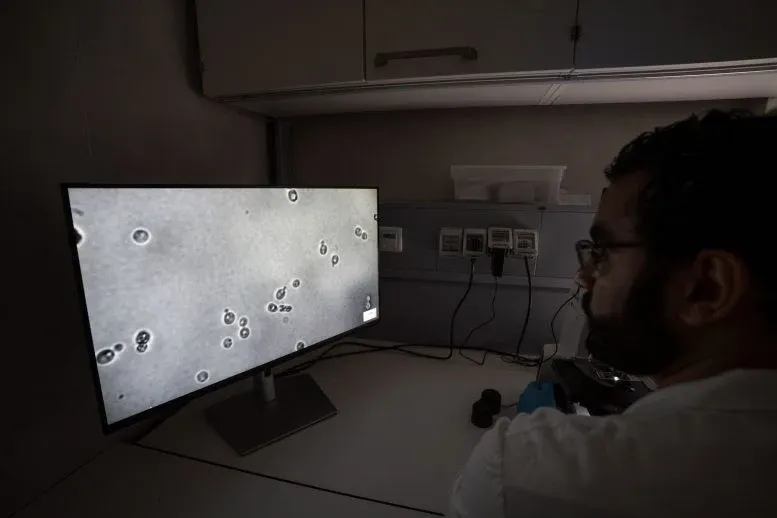 Microbiologist Mohamed Sarhan examining the yeast cells under a microscope.