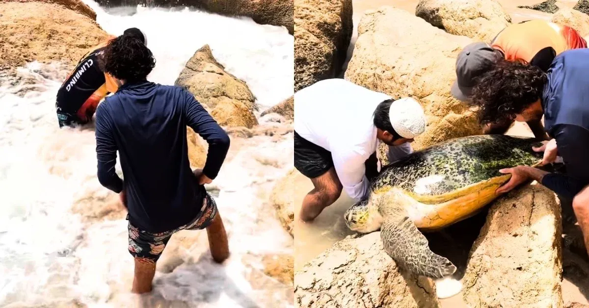 A stranded sea turtle got wedged between jagged rocks. Three men came together to save it from drowning in a viral video