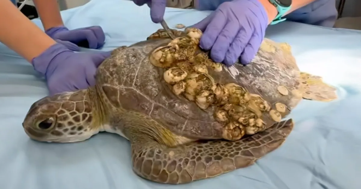 See these ‘crusty green’ sea turtles after two months of rehabilitation: ‘The difference is remarkable’