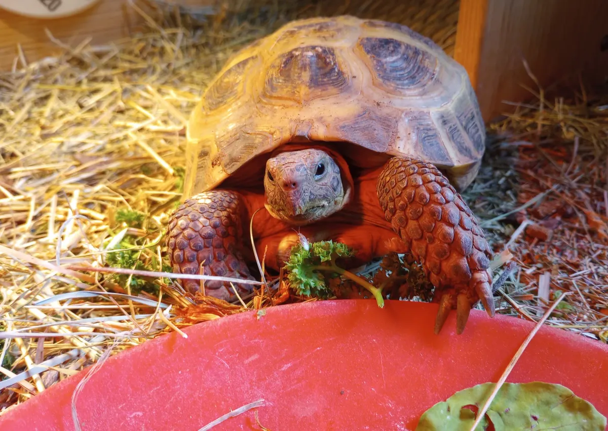 Article illustration