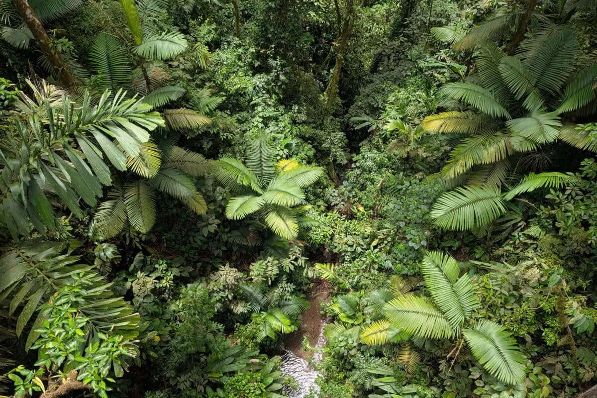 Scientists Are Using Sound to Check on Costa Rica's Forests