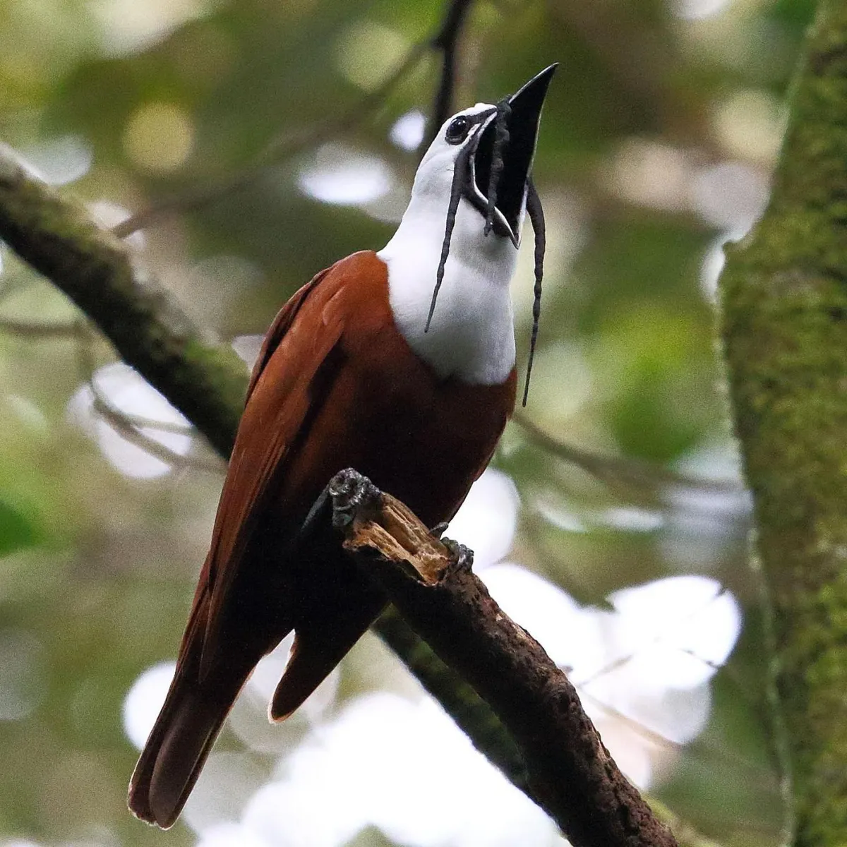 A songbird in a tropical forest perches in a tree with its peak open wide in song. It is a three-wattled bellbird, with a russet-orange coloured body, a bright white head, black eyes and black wattles - appendages dangling from its head.