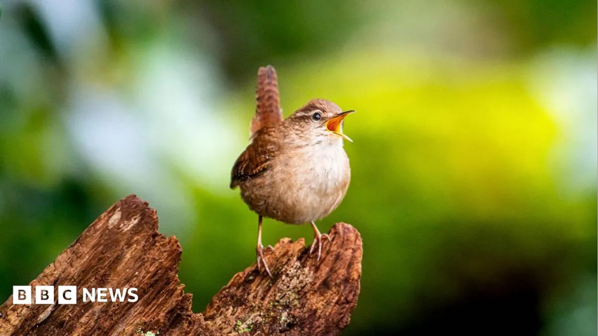 Secrets of birdsongs' 'spectacular diversity' revealed