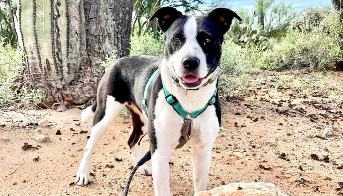 1 week in a foster home has big benefits for shelter dogs