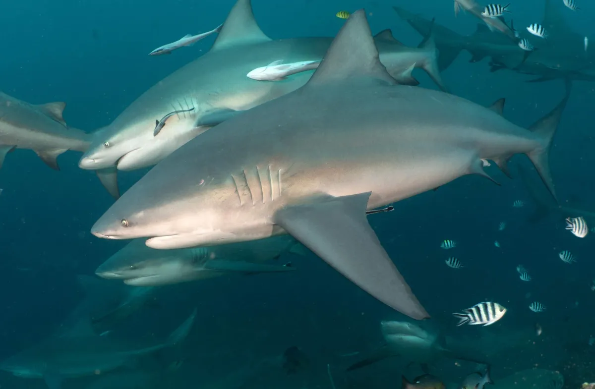 Bull Sharks Form Friendships and Choose Who They Swim With