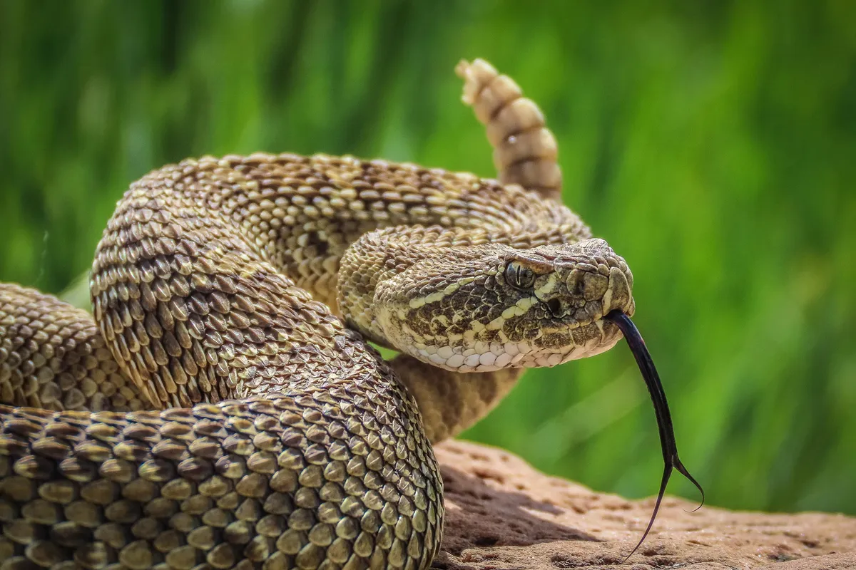 Scientists Debunk Rattlesnake Myth That Fooled Hikers and Doctors for Decades