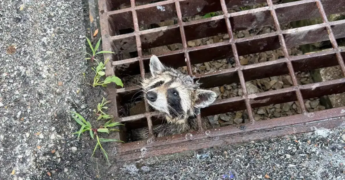 PA firefighters rescue raccoon trapped in sewer grate with 'jaws of life'