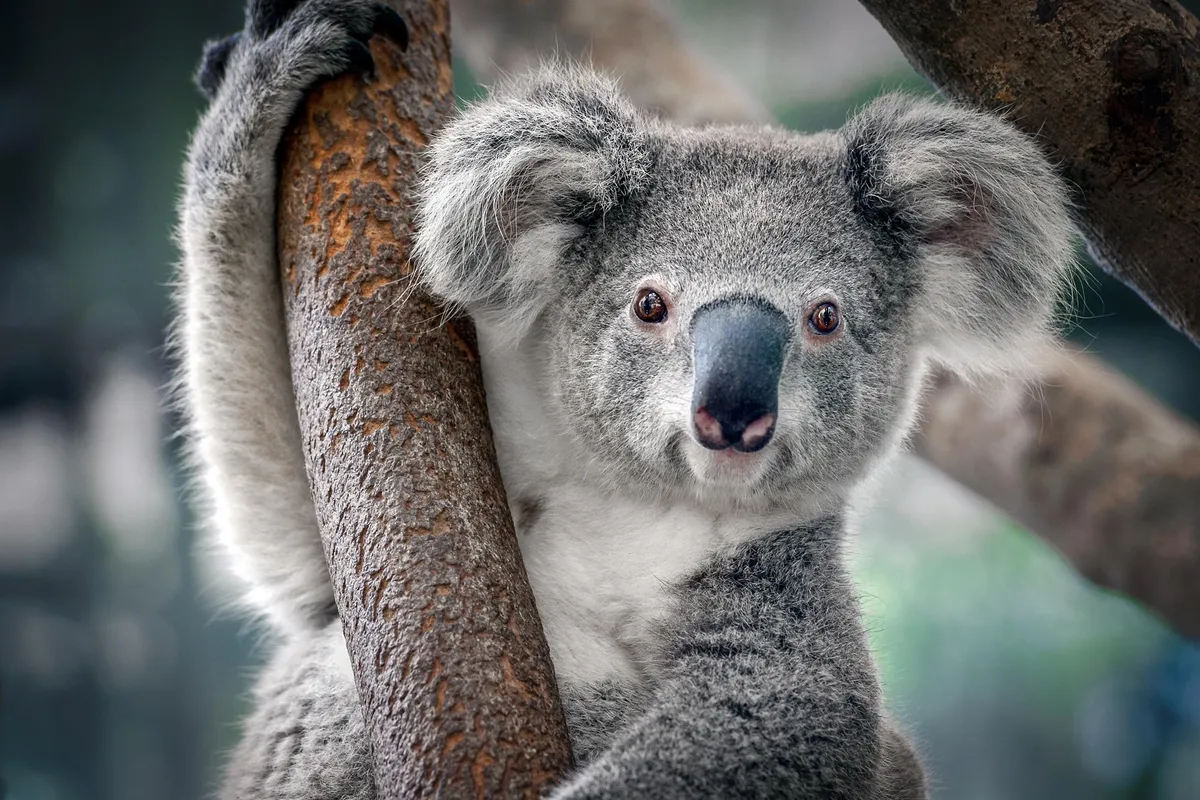 Koalas are genetically healing as their populations surge back