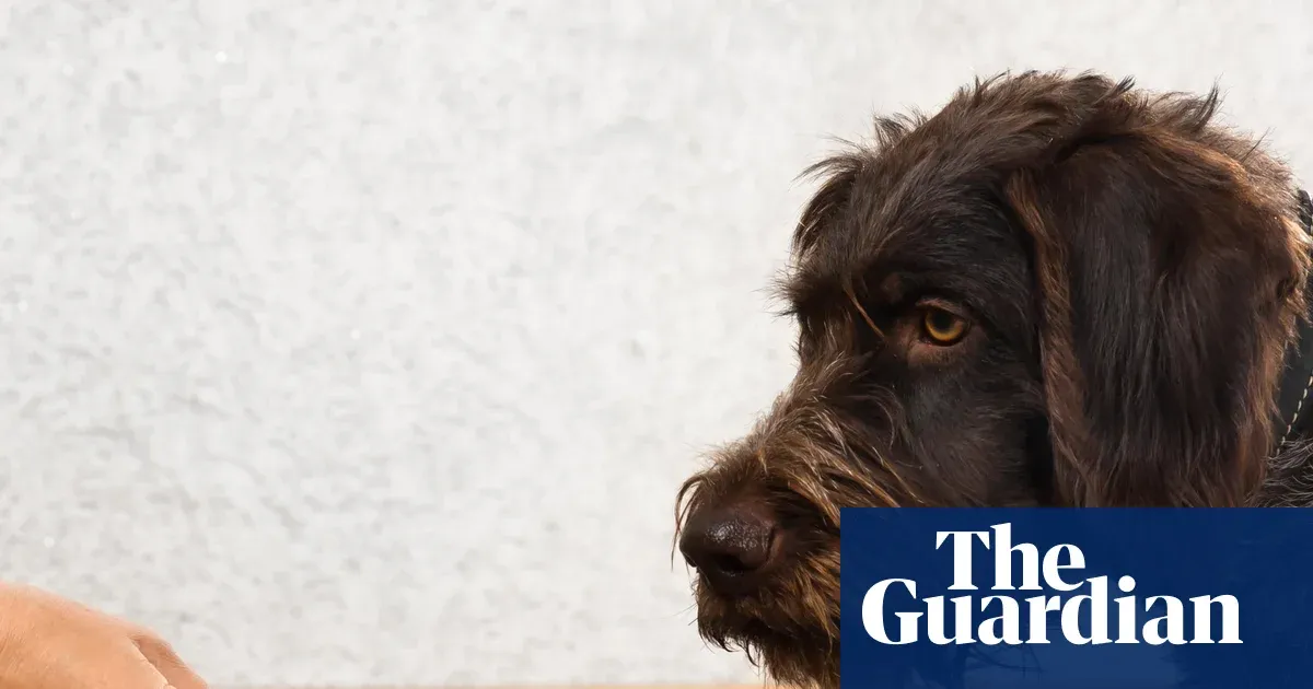 Shocking Study Reveals Dog Food's Outsized Climate Impact - But Eco-Conscious Owners Have a Secret Weapon