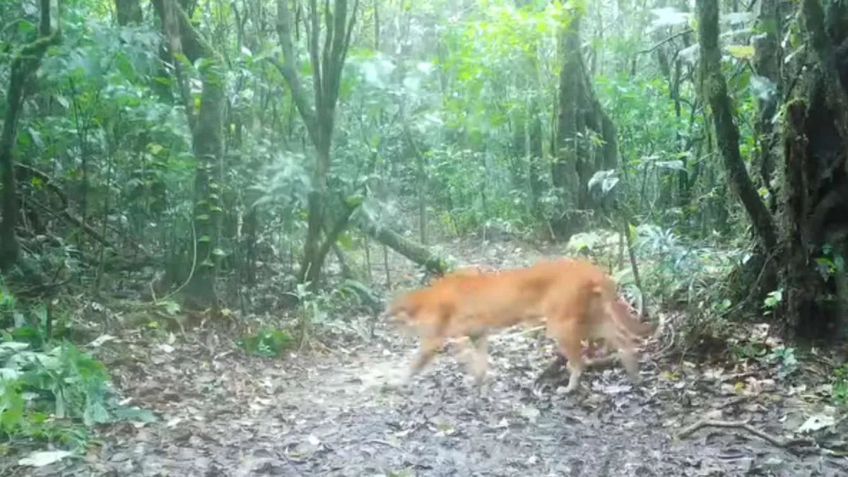 Thailand captures rare footage of elusive 'fire tiger' wildcat