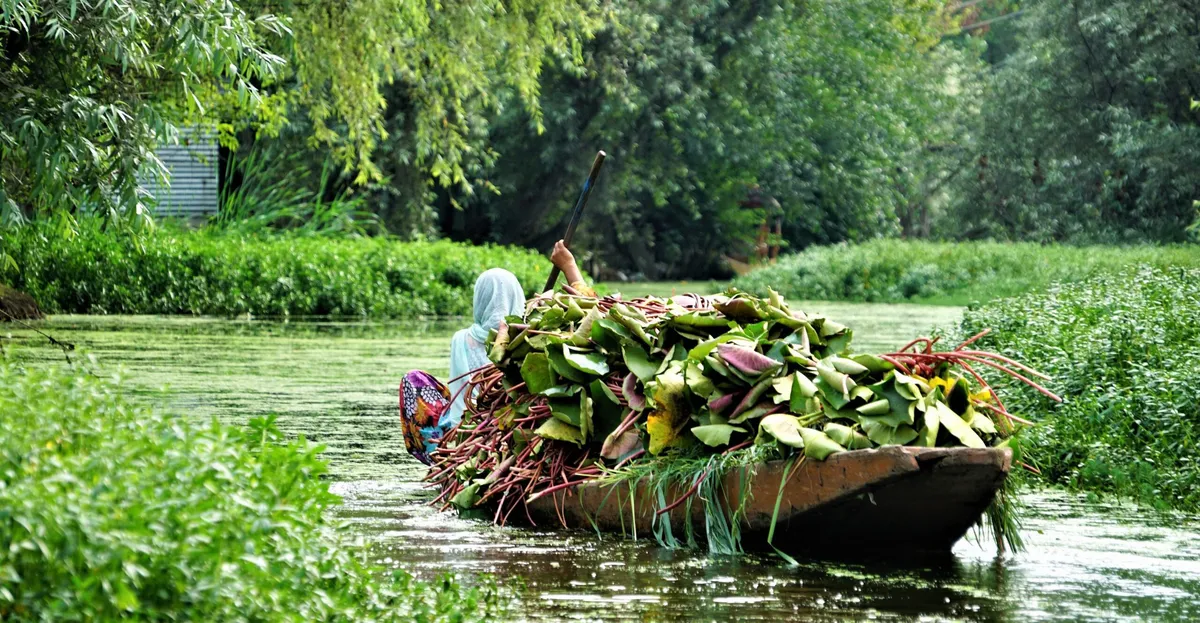 Kashmir's lotus farmers restore wetlands with ancient techniques
