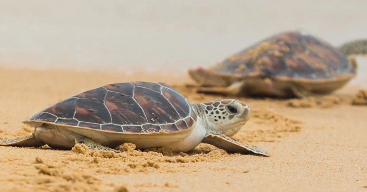 Hawaiians set sea turtle hatchlings free on the 4th of July: 'It's Turtle Independence Day'